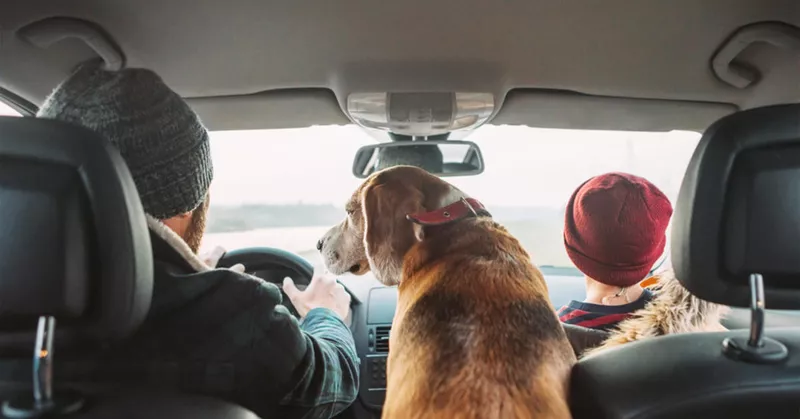 
  Viajar con un perro: manténgalo relajado - Your-Best-Home.net

