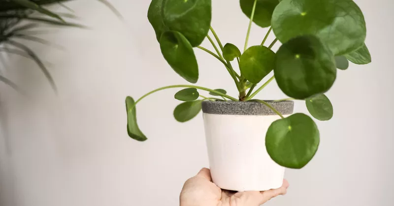 Pilea - nega rastline NLP kot sobne rastline - Your-Best-Home.net
Pilea - nega rastline NLP kot sobne rastline - Your-Best-Home.net