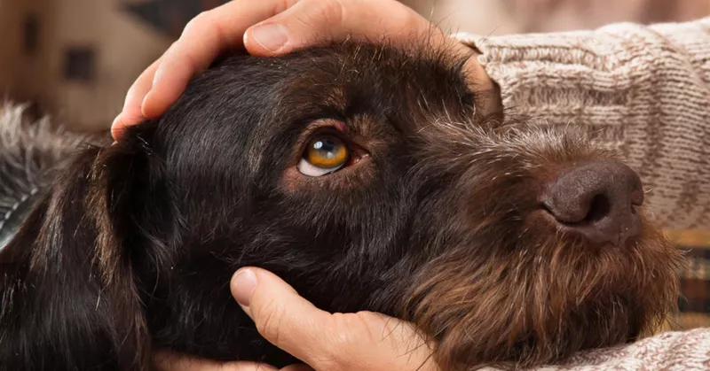 
  Quel âge ont les chiens? Aperçu des critères les plus importants
