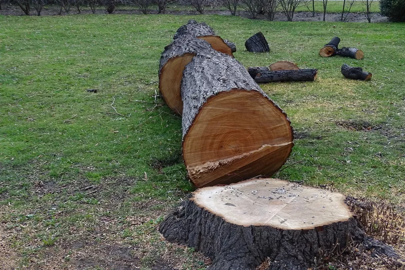 Kácení stromu »Tyto náklady byste měli očekávat
Kácení stromu »Tyto náklady byste měli očekávat