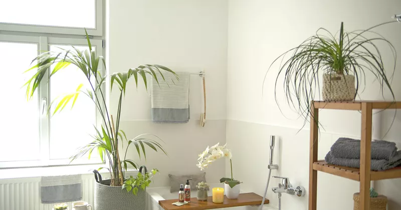 Plante pentru baie: aceste 9 tipuri sunt potrivite - Your-Best-Home.net
Plante pentru baie: aceste 9 tipuri sunt potrivite - Your-Best-Home.net