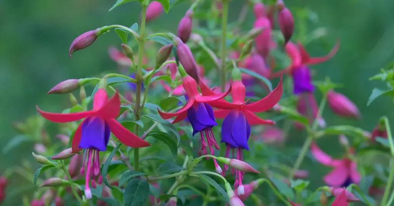 Overvintrende fuchsiaer: det skal du vide - Your-Best-Home.net
Overvintrende fuchsiaer: det skal du vide - Your-Best-Home.net