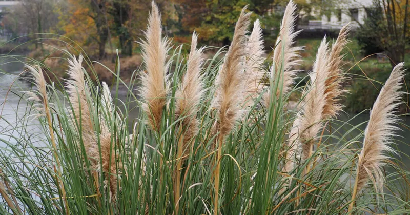 Skære pampas græs: sådan fungerer det - Your-Best-Home.net
Skære pampas græs: sådan fungerer det - Your-Best-Home.net