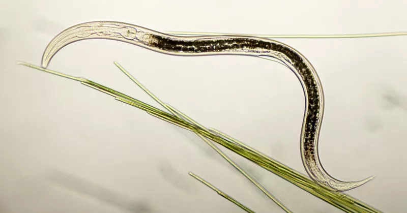 Nematoder: kontrollere eller bruge gavnlige insekter? - Your-Best-Home.net
Nematoder: kontrollere eller bruge gavnlige insekter? - Your-Best-Home.net