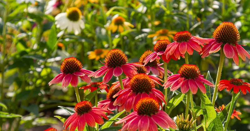 Coneflower: Alt om den populære flerårige - Your-Best-Home.net
Coneflower: Alt om den populære flerårige - Your-Best-Home.net