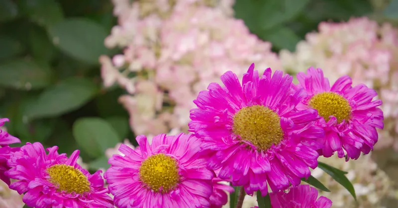 
  Plantning og pleje af asters - Your-Best-Home.net
