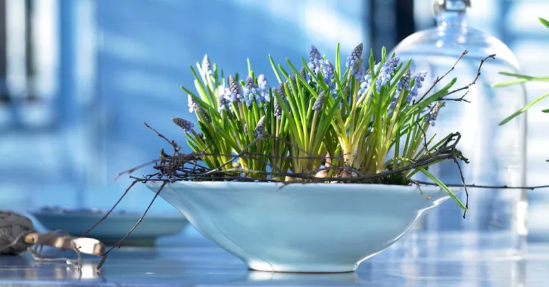
  Jacinthes de raisin: petits miracles bleus - Your-Best-Home.net
