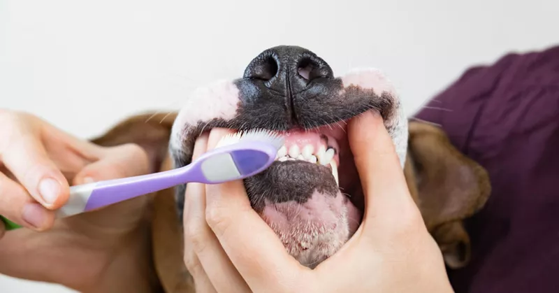 
  Salud dental en perros: estas medidas ayudarán - Your-Best-Home.net
