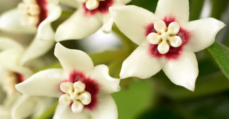 
  Que c'est bon: l'odeur des plantes dissipe les humeurs nuageuses - Your-Best-Home.net
