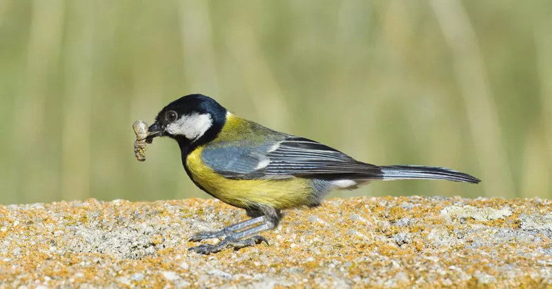 
  Tiltrekk fordelaktige insekter i hagen - Your-Best-Home.net
