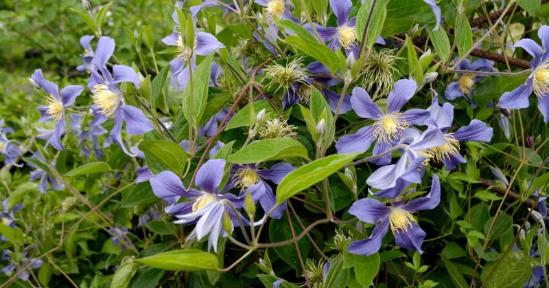 
  Klippning och underhåll av clematis - Your-Best-Home.net
