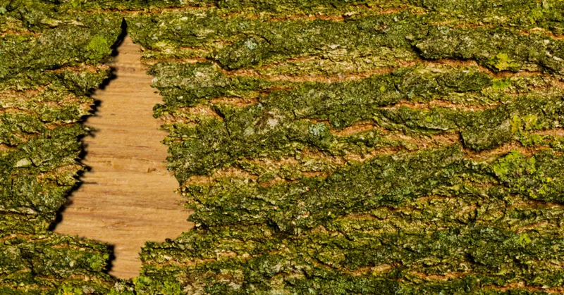 
  Certifikace FSC a PEFC: co říkají pečeti? - Your-Best-Home.net
