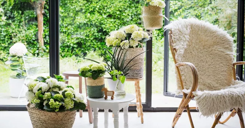 
  Grønne planter: indendørs hortensiaer kører vinterblues væk - Your-Best-Home.net
