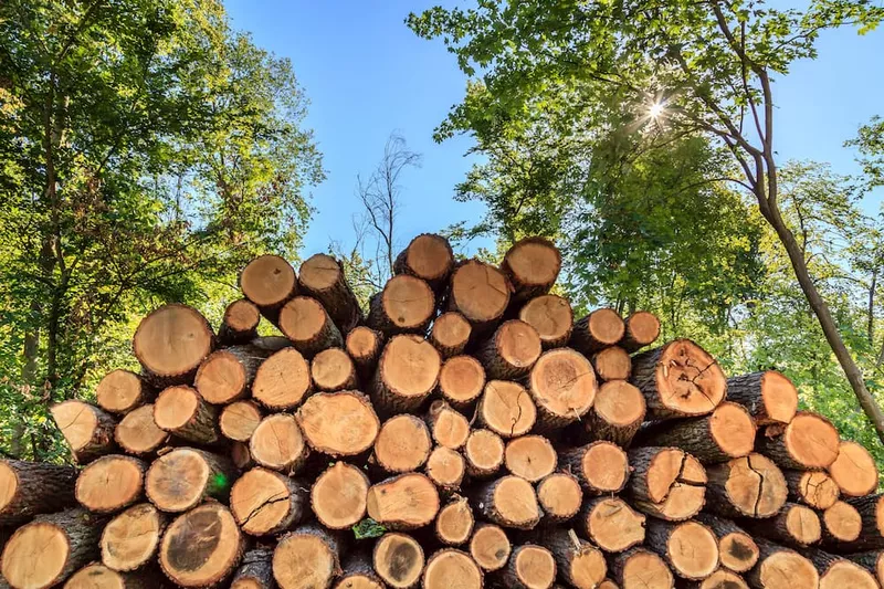 La densidad aparente de la madera: depende en gran medida del contenido de agua.
La densidad aparente de la madera: depende en gran medida del contenido de agua.