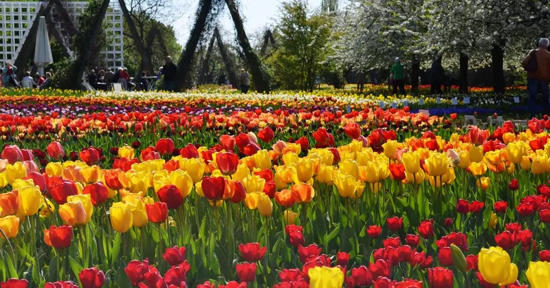 Tulipan w Britzer Garten: Doroczna wystawa tulipanów w Berlinie - Your-Best-Home.net
Tulipan w Britzer Garten: Doroczna wystawa tulipanów w Berlinie - Your-Best-Home.net