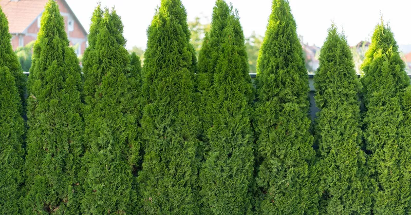 Plantning og pleje af thuja: sådan fungerer det - Your-Best-Home.net
Plantning og pleje af thuja: sådan fungerer det - Your-Best-Home.net