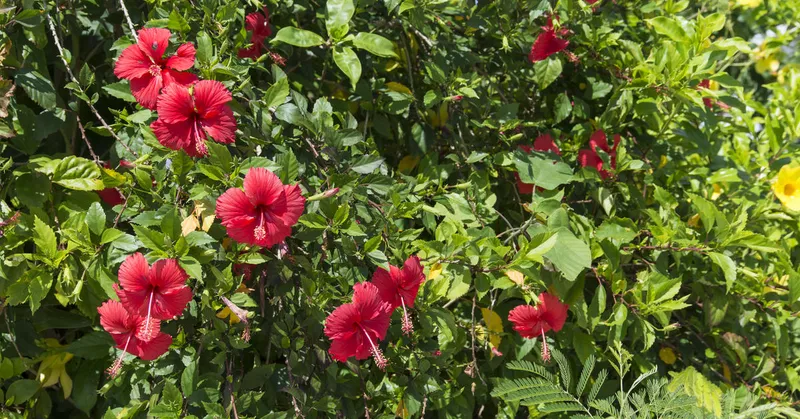 
  Couper les arbustes à fleurs d'été à la fin de l'hiver - Your-Best-Home.net
