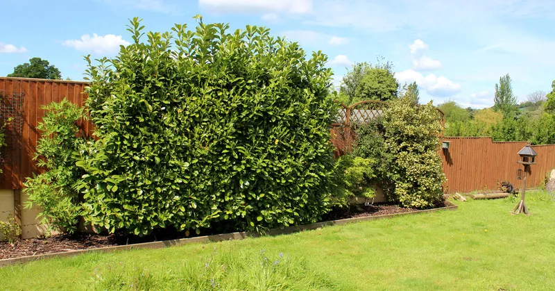 Privacy planter: Disse typer er egnede - Your-Best-Home.net
Privacy planter: Disse typer er egnede - Your-Best-Home.net