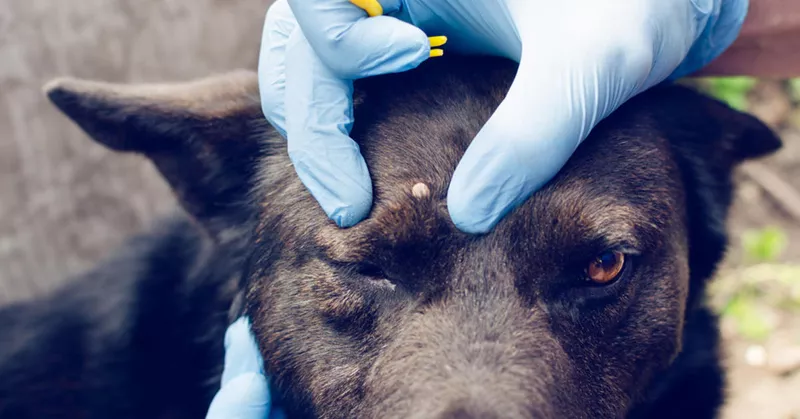 
  Combata eficazmente las garrapatas en los perros - Your-Best-Home.net
